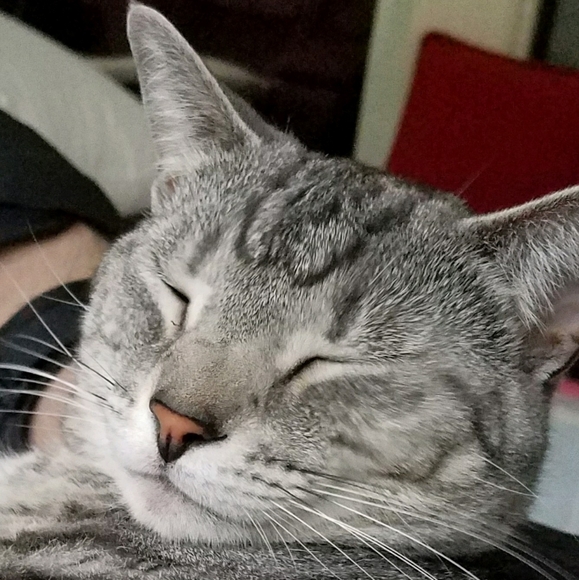 Meet your Posher, David - Picture 6 of 7